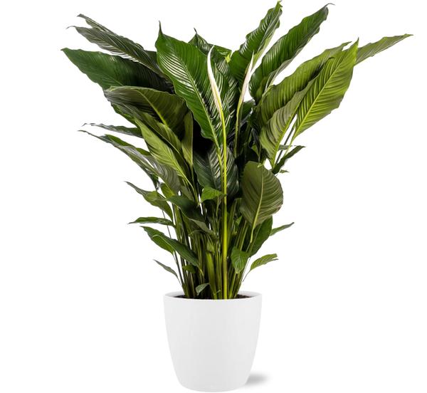 Spathiphyllum Sweet Sebastiano – Ø24cm – ↕110cm + Pot Brussels D25x23cm – Weiß