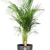 Dypsis Lutescens (Areca) – Ø24cm – ↕110cm + Pot Brussels D25x23cm – Anthrazit