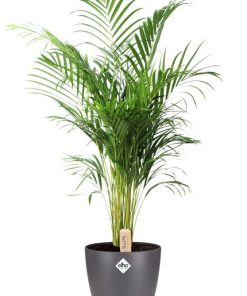 Dypsis Lutescens (Areca) – Ø24cm – ↕110cm + Pot Brussels D25x23cm – Anthrazit