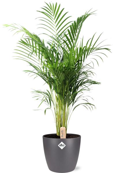 Dypsis Lutescens (Areca) – Ø24cm – ↕110cm + Pot Brussels D25x23cm – Anthrazit