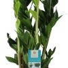 Zamioculcas Zamiifolia – Ø17cm – ↕65cm + Pot D18x17cm – Zink