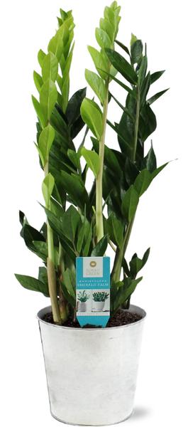 Zamioculcas Zamiifolia – Ø17cm – ↕65cm + Pot D18x17cm – Zink