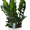 Zamioculcas Zamiifolia – Ø21cm – ↕80cm + Pot D22,5x21cm – Zink