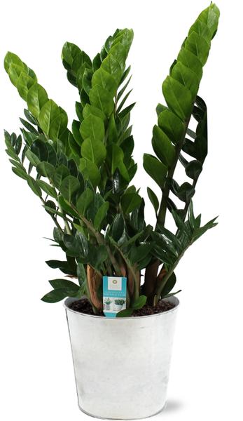 Zamioculcas Zamiifolia – Ø21cm – ↕80cm + Pot D22,5x21cm – Zink