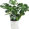 Monstera Deliciosa – Ø21 – ↕65cm + Pot D22,5x21cm – Zink