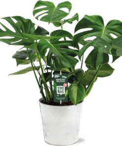 Monstera Deliciosa – Ø21 – ↕65cm + Pot D22,5x21cm – Zink