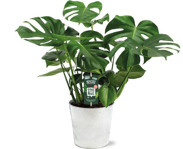 Monstera Deliciosa – Ø21 – ↕65cm + Pot D22,5x21cm – Zink