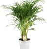 Dypsis Lutescens – Ø21cm – ↕110cm + Pot D22,5x21cm – Zink