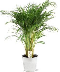 Dypsis Lutescens – Ø21cm – ↕110cm + Pot D22,5x21cm – Zink