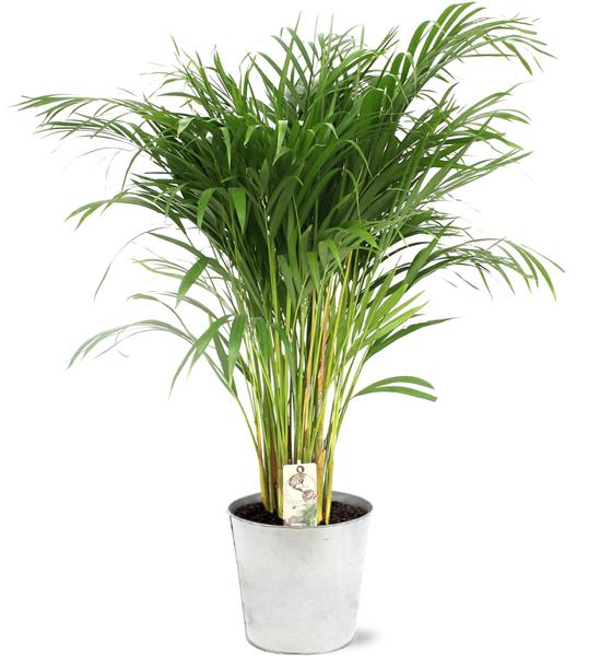 Dypsis Lutescens – Ø21cm – ↕110cm + Pot D22,5x21cm – Zink