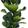 Ficus Lyrata – Ø21cm – ↕100cm + Pot D22,5x21cm – Zink