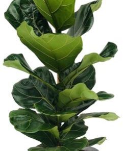 Ficus Lyrata – Ø21cm – ↕100cm + Pot D22,5x21cm – Zink