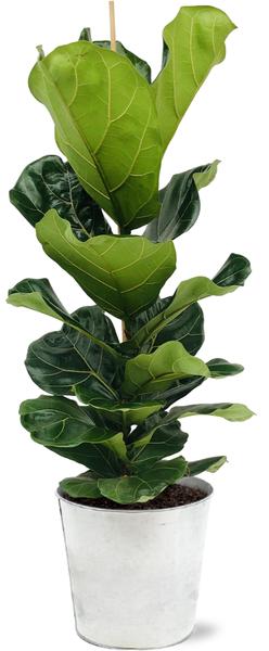 Ficus Lyrata – Ø21cm – ↕100cm + Pot D22,5x21cm – Zink