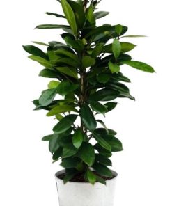 Ficus Cyathistipula – Ø21cm – ↕105cm + Pot D22,5x21cm – Zink