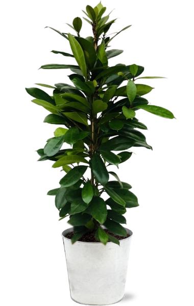 Ficus Cyathistipula – Ø21cm – ↕105cm + Pot D22,5x21cm – Zink