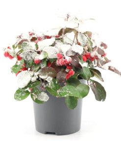 Gaultheria Pr. ‚Big Berry‘ + Snow – Ø10cm – ↕15cm