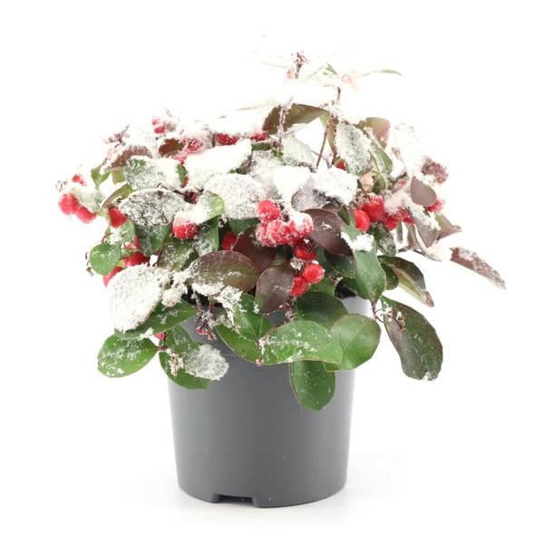 Gaultheria Pr. ‚Big Berry‘ + Snow – Ø10cm – ↕15cm