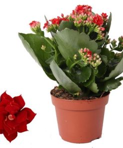 Kalanchoe Rosalina Don Justino Rood – Ø12cm – ↕27cm