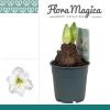 Hippeastrum Arctic White 2 Knop – Ø12cm – ↕25cm