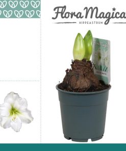 Hippeastrum Arctic White 2 Knop – Ø12cm – ↕25cm