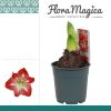 Hippeastrum Exotic Striped 2 Knop – Ø12cm – ↕25cm