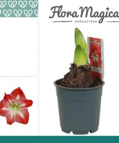 Hippeastrum Exotic Striped 2 Knop – Ø12cm – ↕25cm