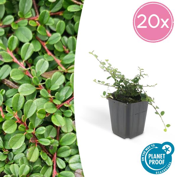 Cotoneaster pr. ‚Streib’s Findling‘ – ↕25cm – Ø9cm – 20x