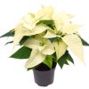 Poinsettia Alaska White – Ø10,5cm – ↕23cm