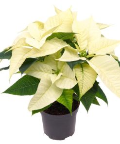 Poinsettia Alaska White – Ø10,5cm – ↕23cm