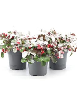 Gaultheria Pr. ‚Big Berry‘ + Snow – 3 stuks – Ø10cm – ↕15cm