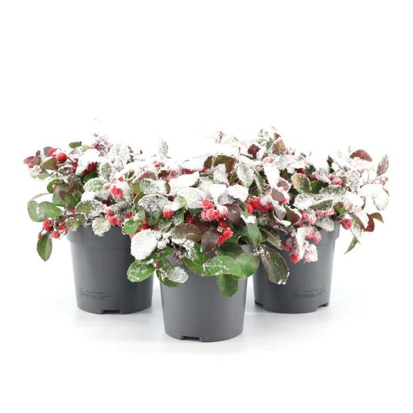 Gaultheria Pr. ‚Big Berry‘ + Snow – 3 stuks – Ø10cm – ↕15cm