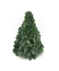 Nobilis-Weihnachtsbaum – ↕40cm