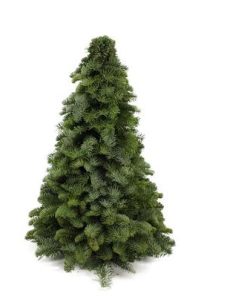 Nobilis-Weihnachtsbaum – ↕50cm