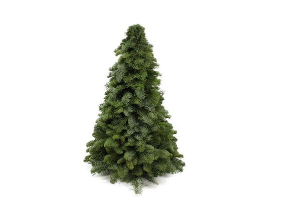 Nobilis-Weihnachtsbaum – ↕50cm