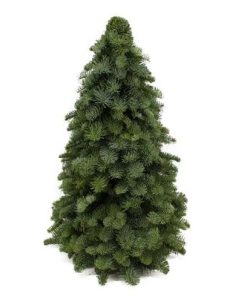 Nobilis-Weihnachtsbaum – ↕60cm