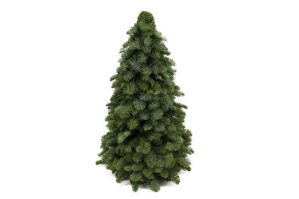 Nobilis-Weihnachtsbaum – ↕60cm