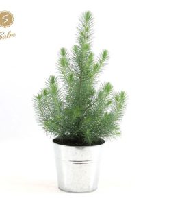 Pinus Pinea ‚Silver Crest‘ + Pot Zinc – Ø17cm – ↕45cm