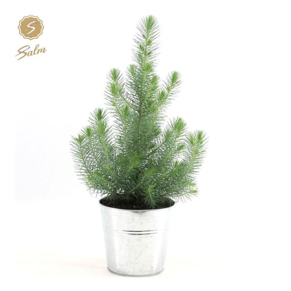 Pinus Pinea ‚Silver Crest‘ + Pot Zinc – Ø17cm – ↕45cm