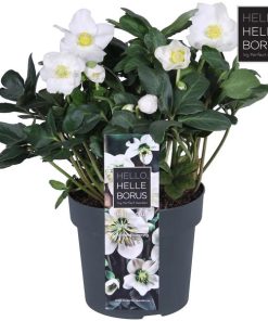 Helleborus Niger ‚Christmas Carol Early‘ XL – Ø17cm – ↕30cm