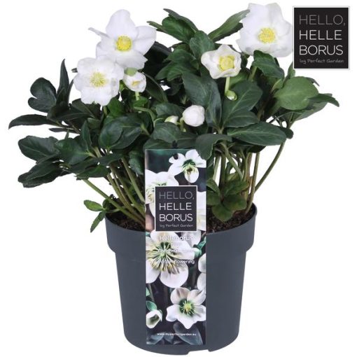 Helleborus Niger 'Christmas Carol Early' XL - Ø17cm - ↕30cm