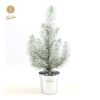 Pinus Pinea ‚Silver Crest‘ + Pot Zinc + Snow – Ø12cm – ↕35cm