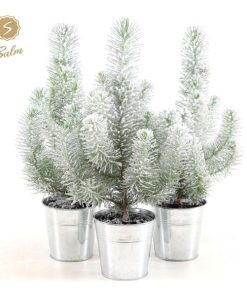 Pinus Pinea ‚Silver Crest‘ + Pot Zinc + Snow – 3 Stücke – Ø12cm – ↕35cm