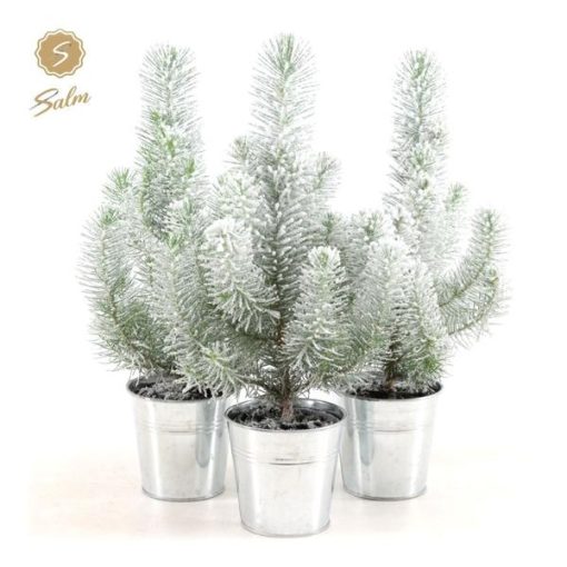 Pinus Pinea 'Silver Crest' + Pot Zinc + Snow - 3 Stücke - Ø12cm - ↕35cm