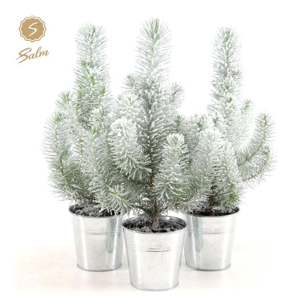 Pinus Pinea ‚Silver Crest‘ + Pot Zinc + Snow – 3 Stücke – Ø12cm – ↕35cm