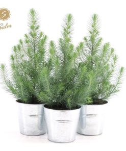 Pinus Pinea ‚Silver Crest + Pot Zinc – 3 stuks – Ø17cm – ↕45cm