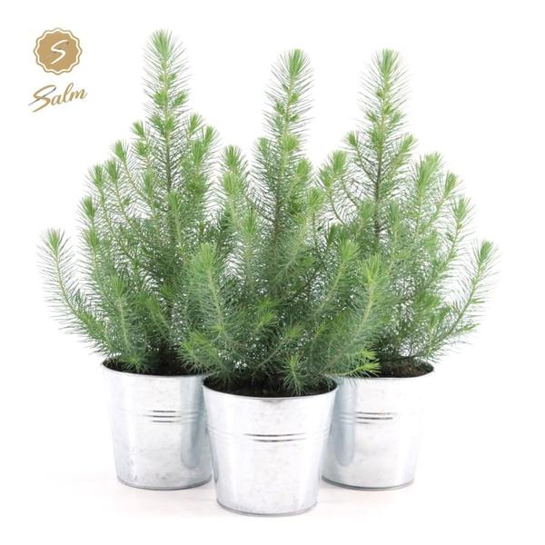 Pinus Pinea ‚Silver Crest + Pot Zinc – 3 stuks – Ø17cm – ↕45cm