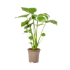 Monstera Deliciosa Tauerii Ø17cm – ↕60cm