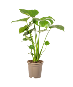 Monstera Deliciosa Tauerii Ø17cm – ↕60cm