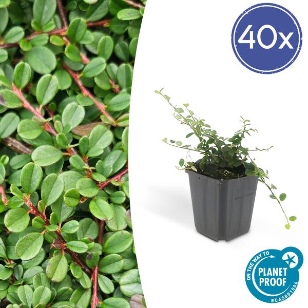 Cotoneaster pr. ‚Streib’s Findling‘ – ↕25cm – Ø9cm – 40x