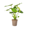 Monstera Deliciosa Tauerii Ø19cm – ↕80cm